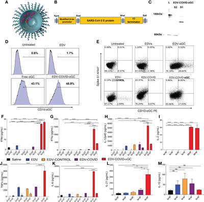 Nanocell COVID-19 vaccine triggers a novel immune response pathway producing high-affinity antibodies which neutralize all variants of concern